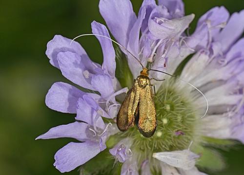 Réf. 346 390 : Nemophora metallica